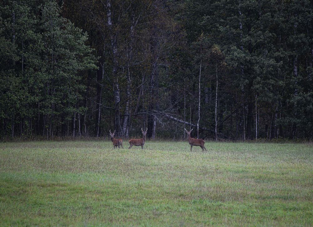 Photograph by Leanid Kulpo