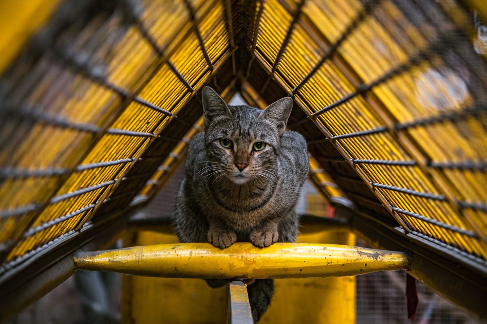 Meow-nopoly: This cat owns the barricade