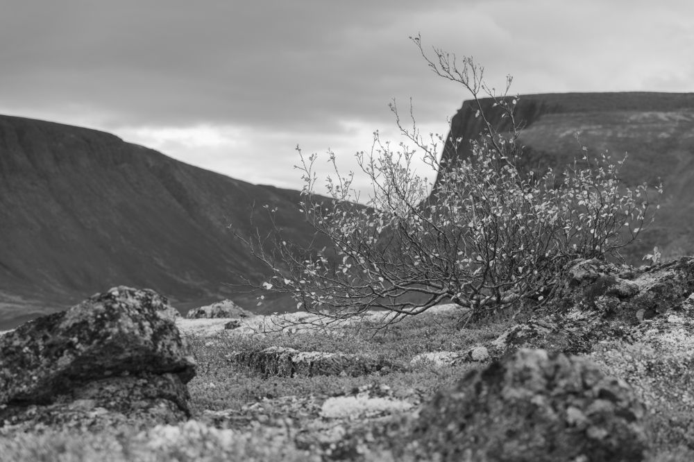 Photograph by Артем Полинин