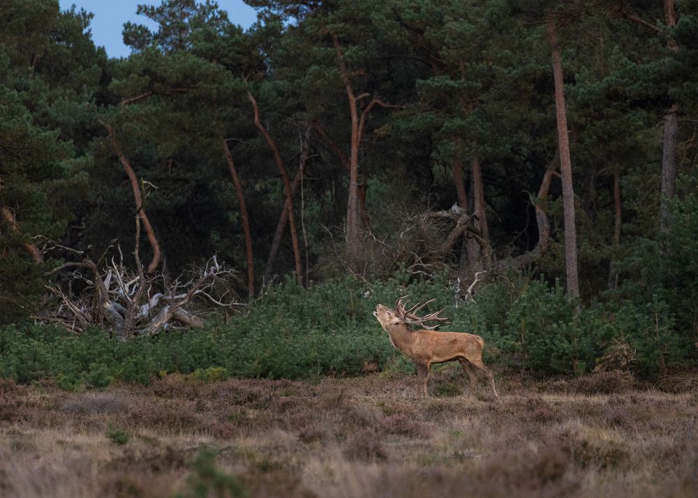 Photograph by Jettie Roest