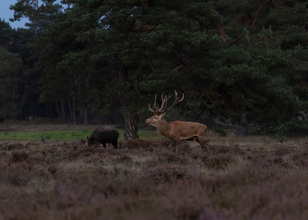 Photograph by Jettie Roest