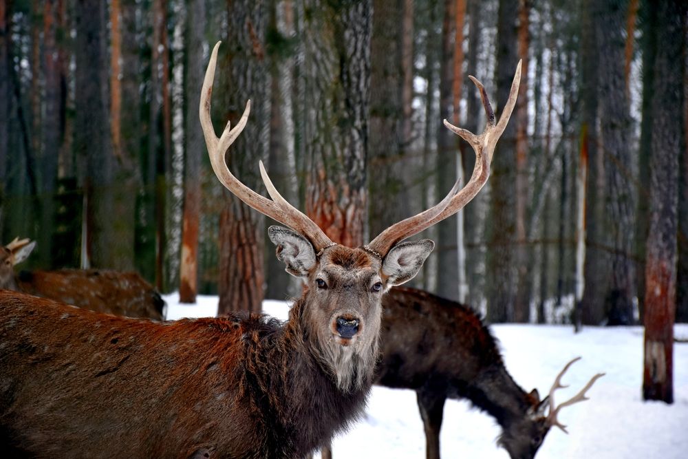Фотография автора Дмитрий Лазаренко