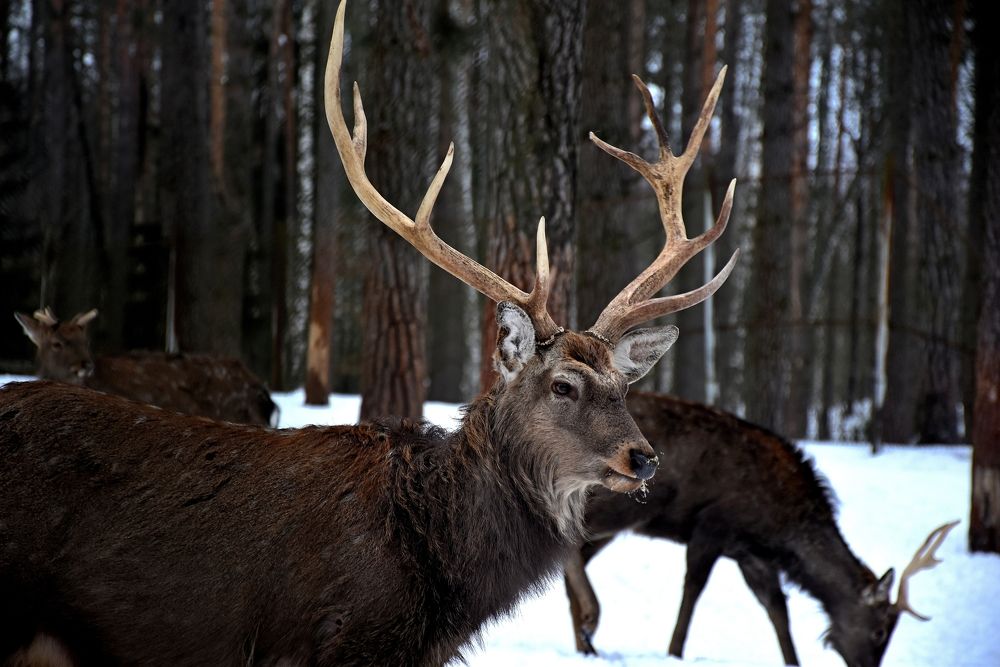 Фотография автора Дмитрий Лазаренко