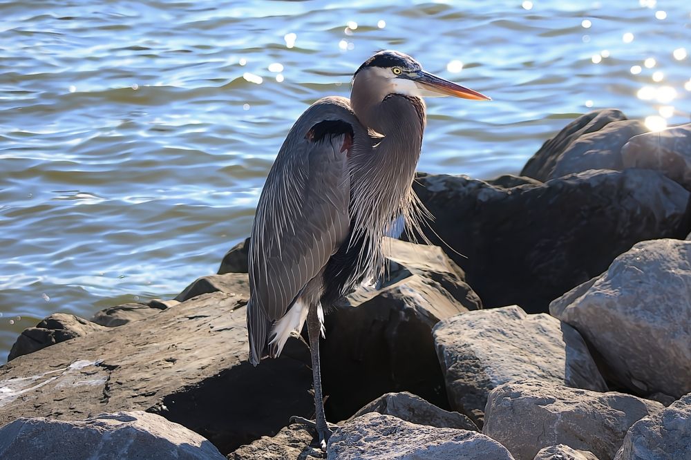 Balanced Beauty: Great Blue Heron on One Leg