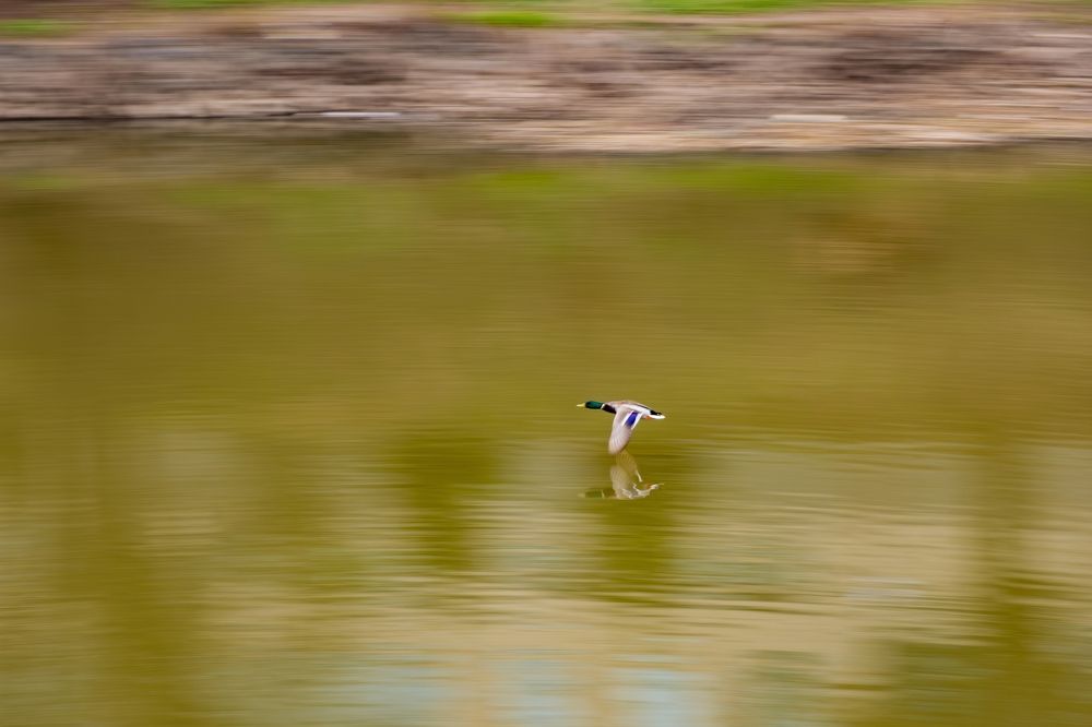 Photograph by Михаил Косолапов