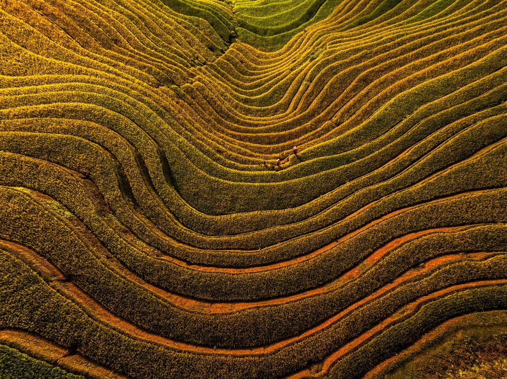 Ripe rice season on terraced fields