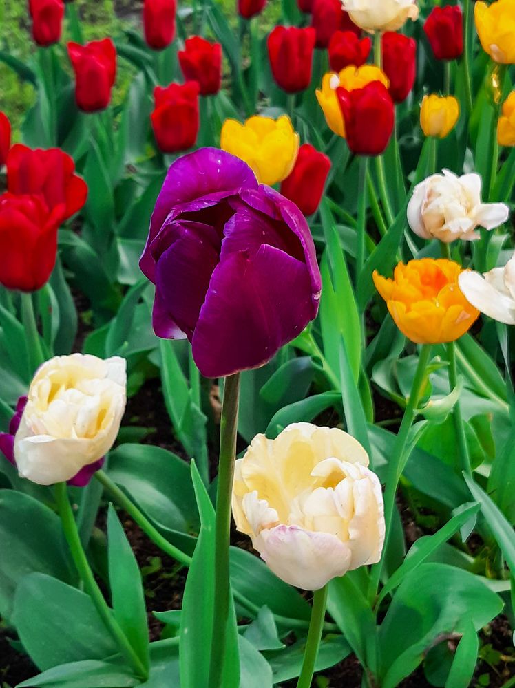Фотография автора Светлана Дунаева