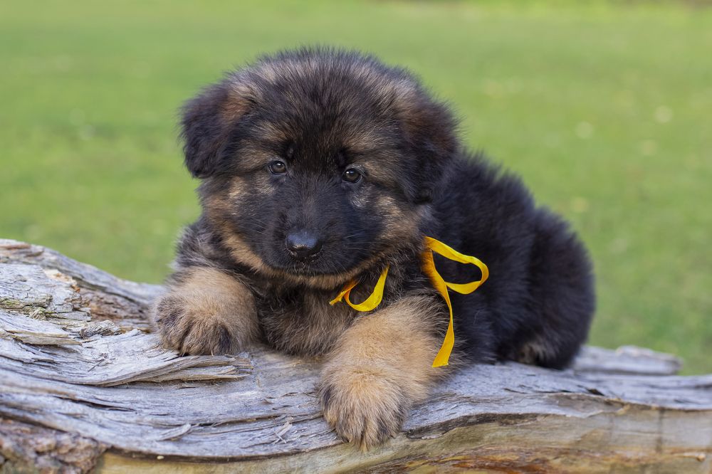 Photograph by Светлана Карнаух