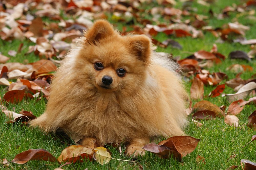 Photograph by Светлана Карнаух