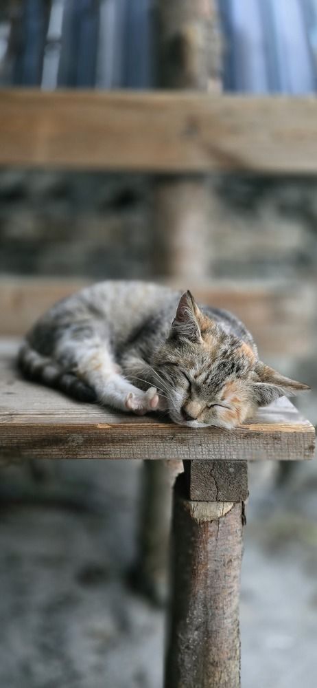 Фотография автора Наталья Владимировна