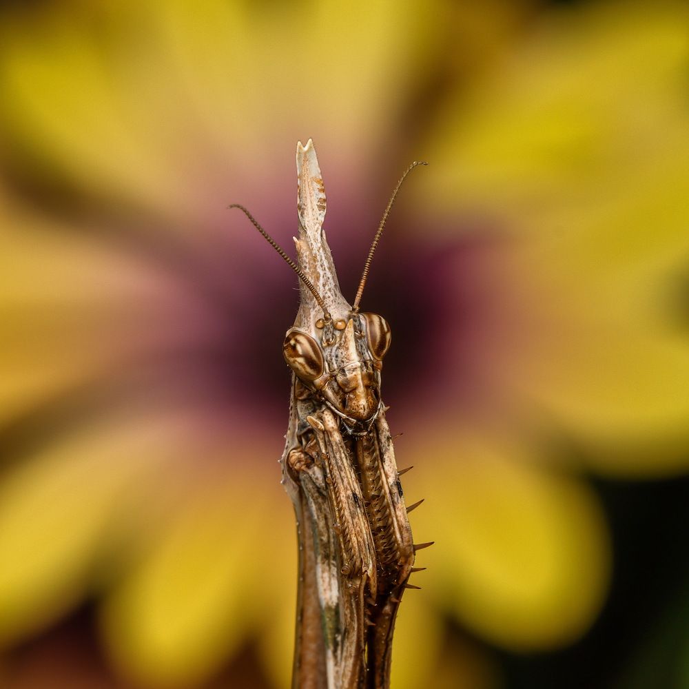 Empusa pennata reina