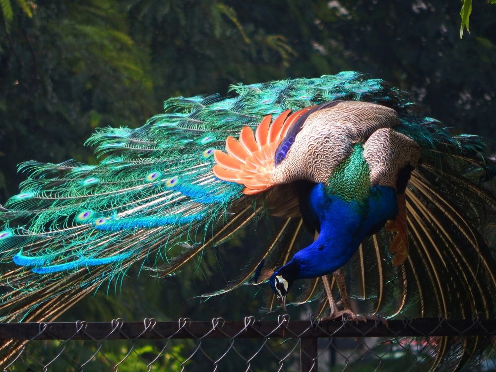 Photograph by Charmi Patel