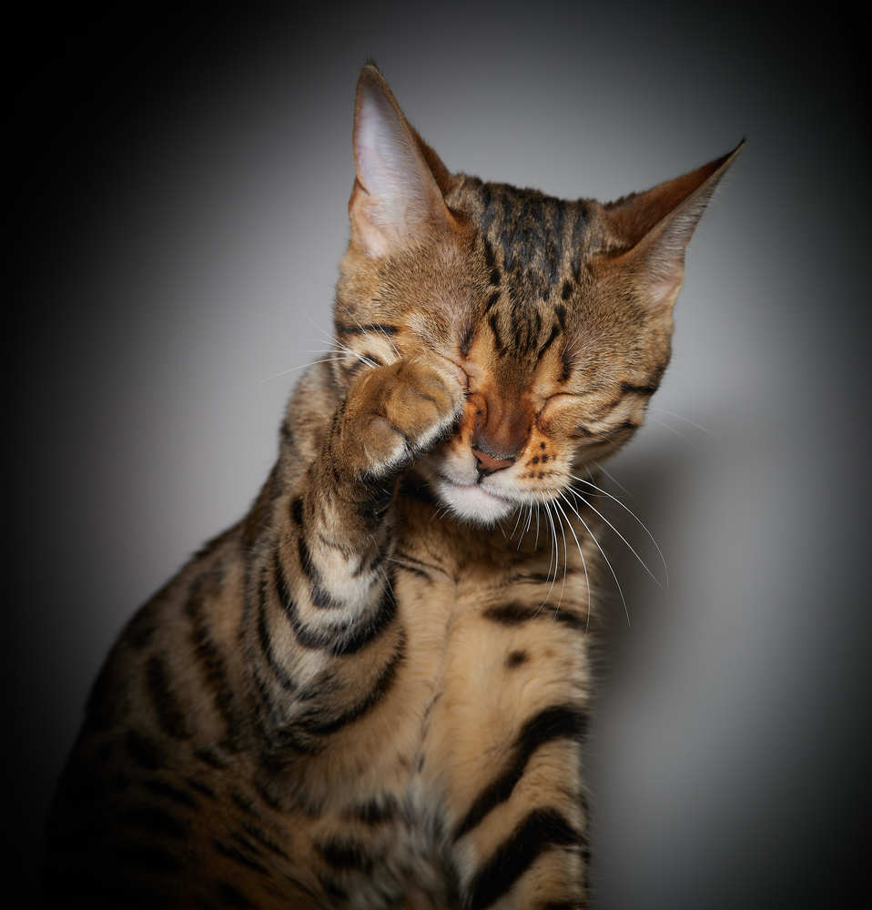 Фотография автора Ekaterina Palant