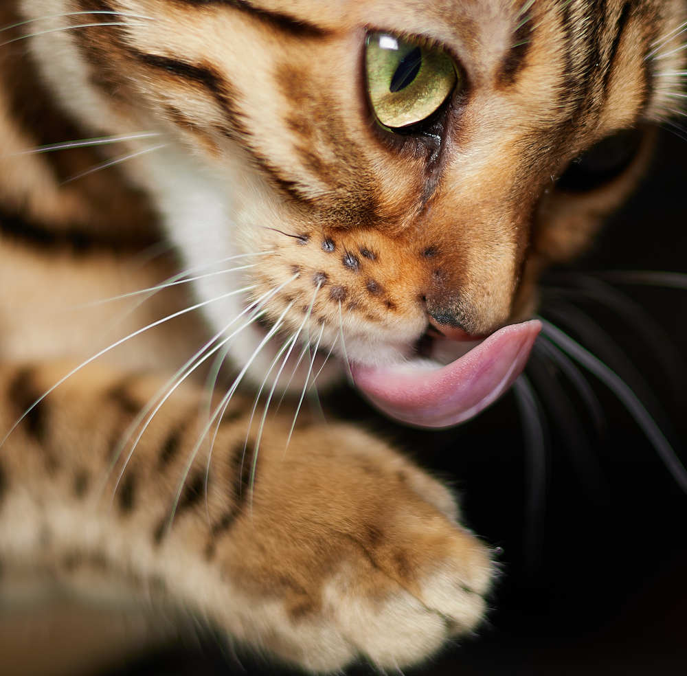 Фотография автора Ekaterina Palant