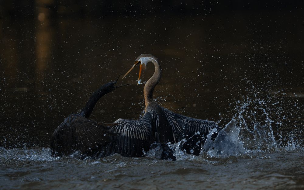 Фотография автора Mahesh Jagwani