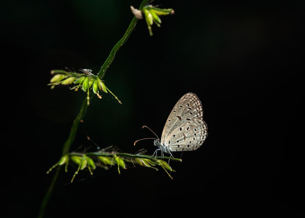 Photograph by Manjunath Acharya