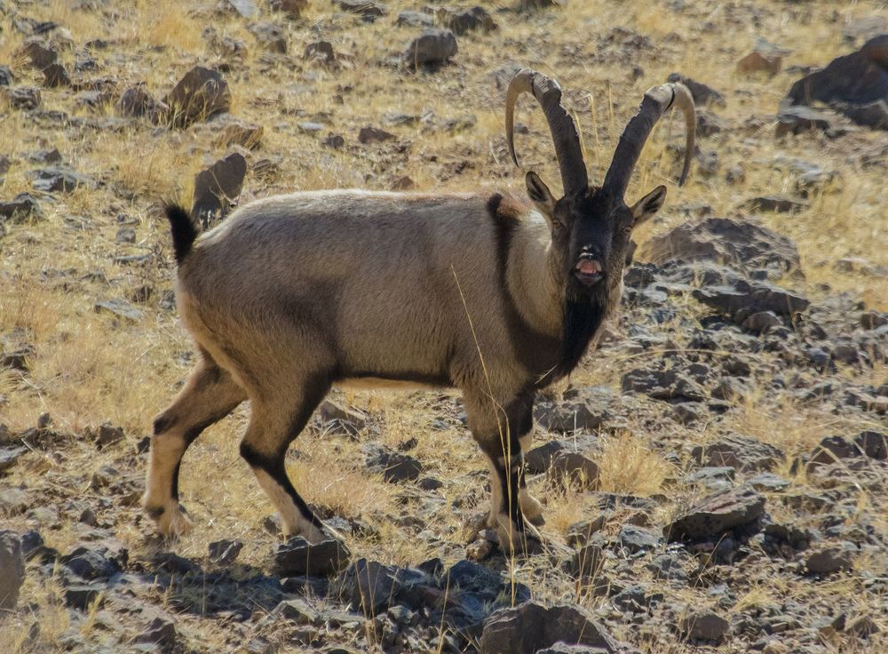 Male Wild goat