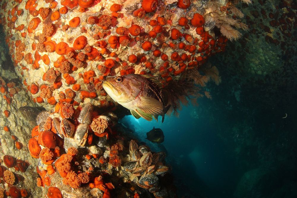 Тайные пути