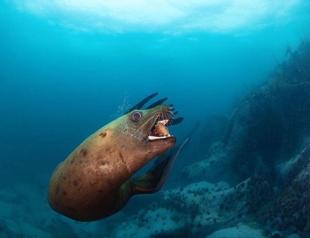 На один зубок