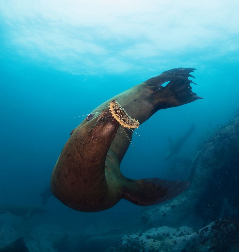 Деликатесы