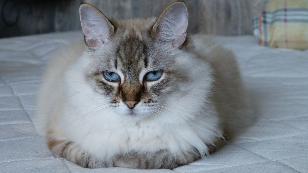 Photograph by Максим Владимирович