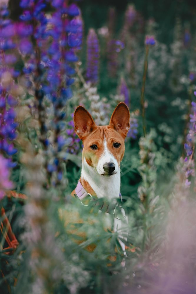 Фотография автора Алена Ковалёва
