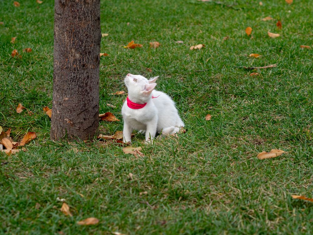 Белый кот с красным поводком на зеленой траве