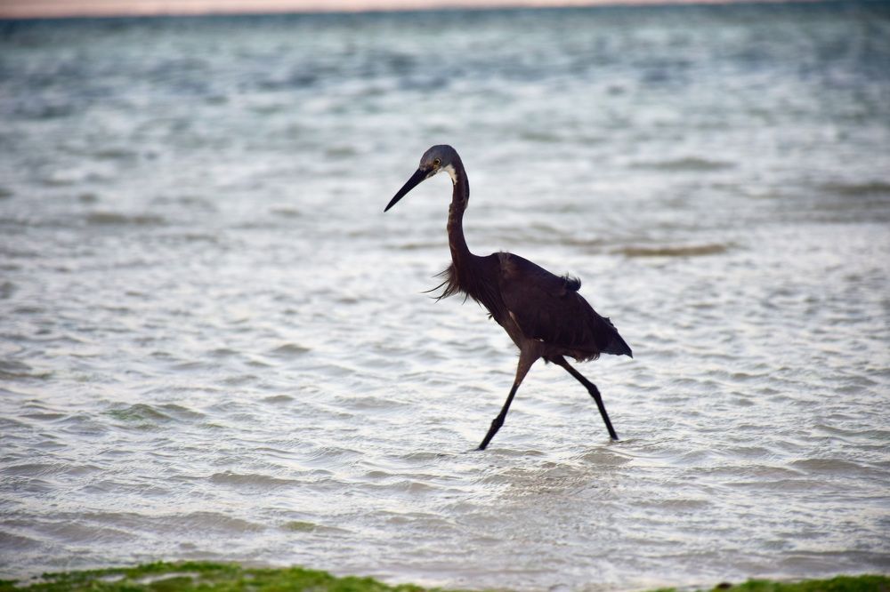 The great-billed heron