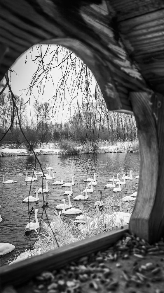 Photograph by Ксения Моськина