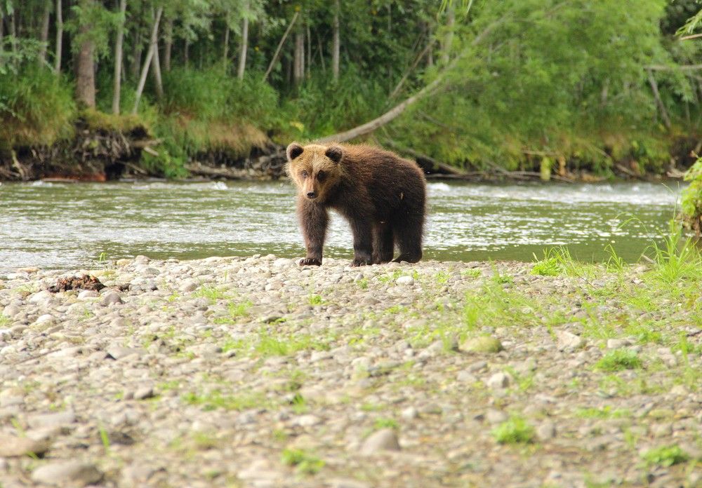 Диалог с медвежёнком.