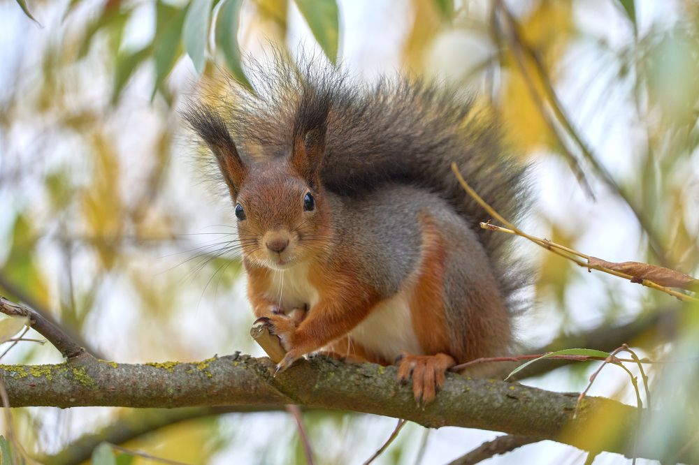 Белка на дереве