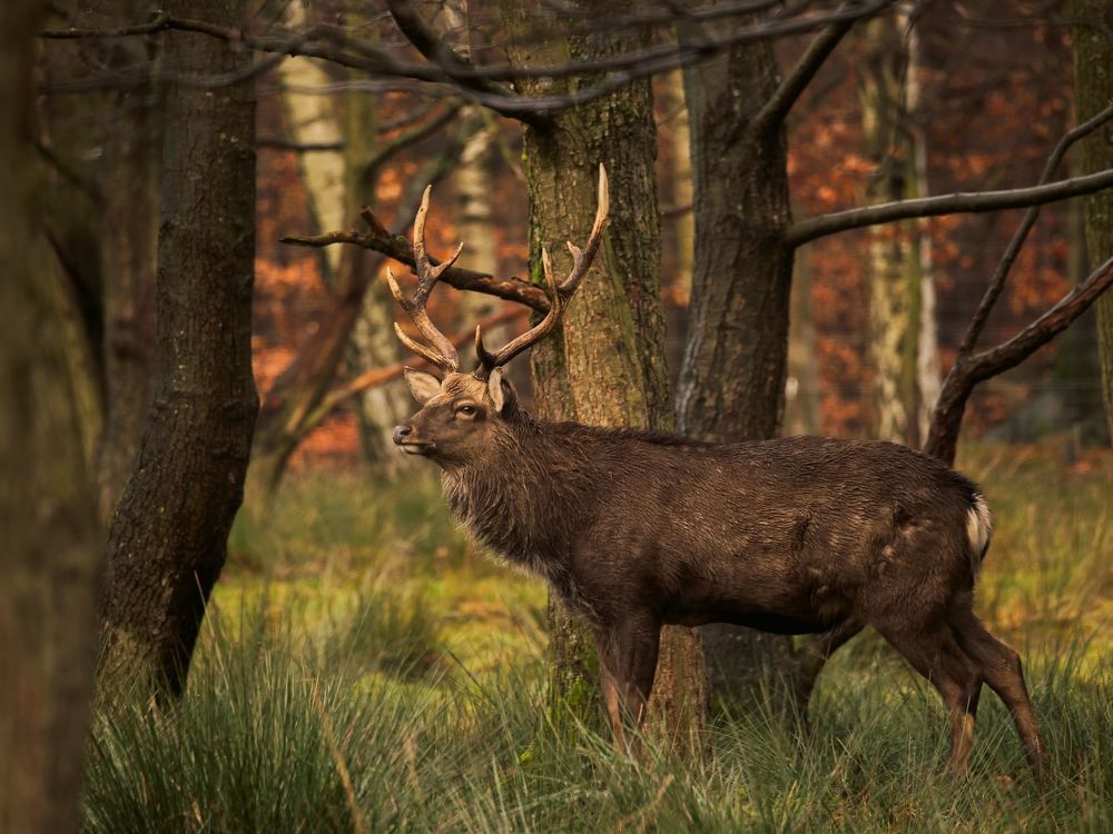 Фотография автора Jaroslav Hanzalík