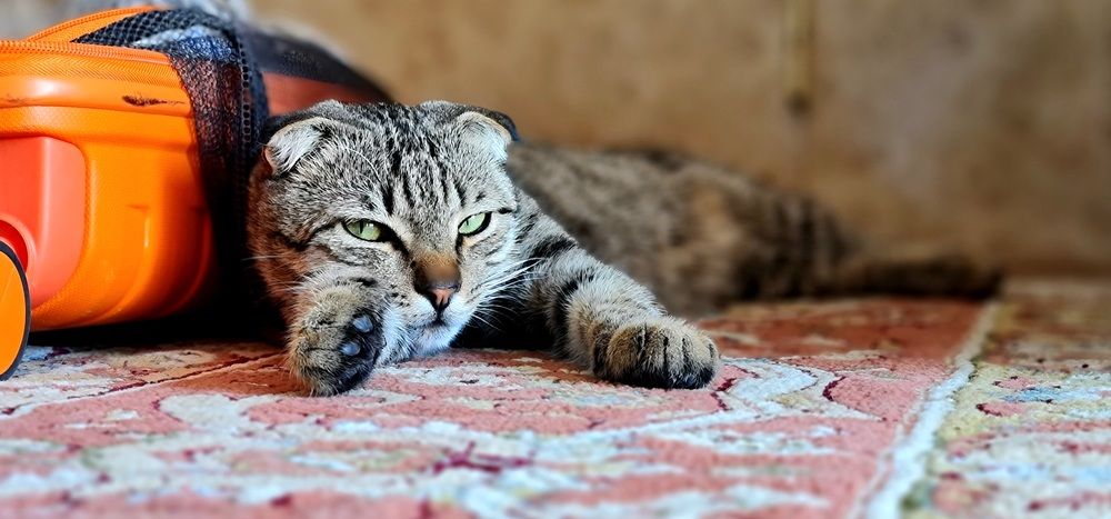 Фотография автора Наталья Владимировна