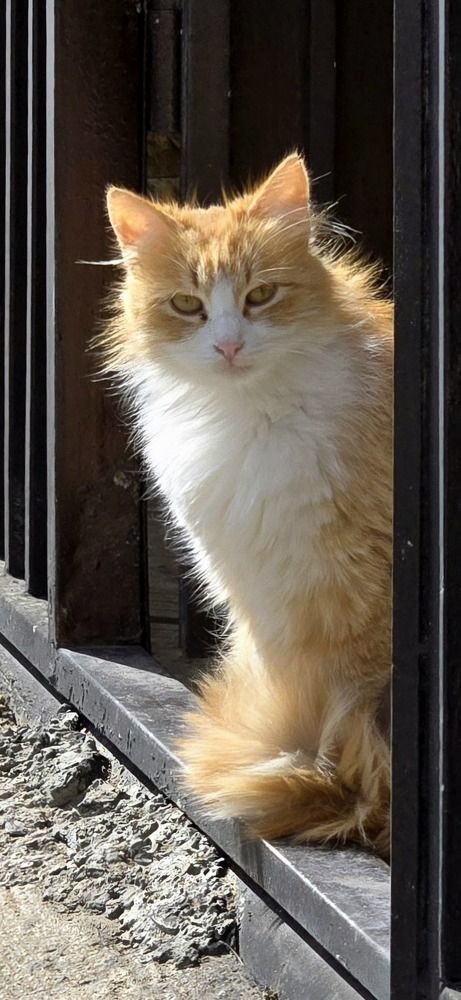 Фотография автора Наталья Владимировна