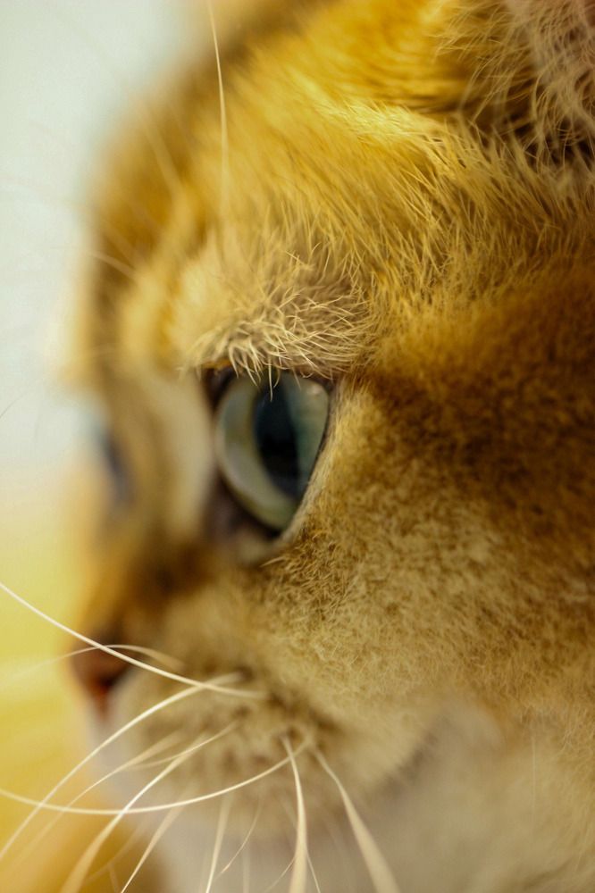 Маленький любитель звука