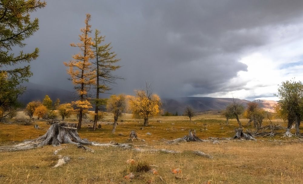 Алтайские лиственницы