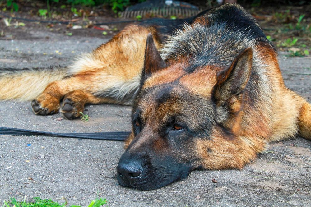 Photograph by Igors Rostikovs