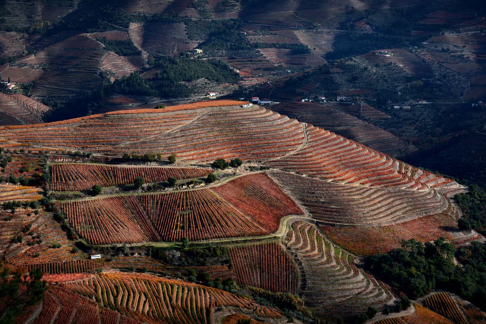 Douro Wine Region