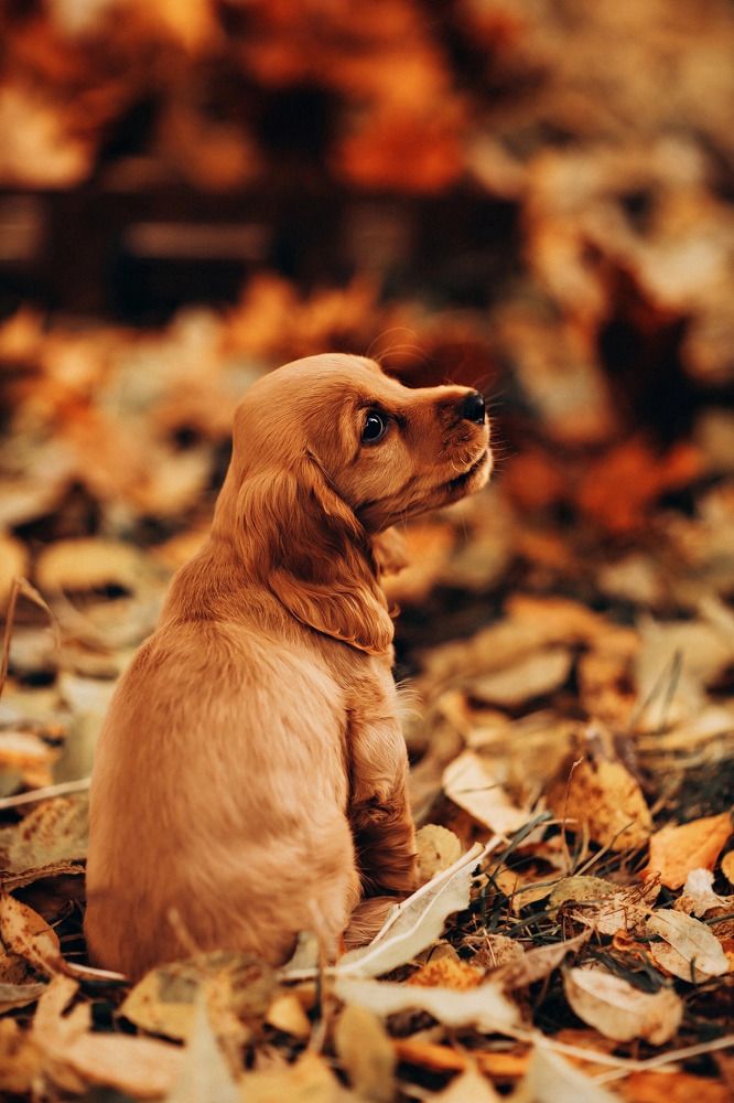 Photograph by Елена Алексеева