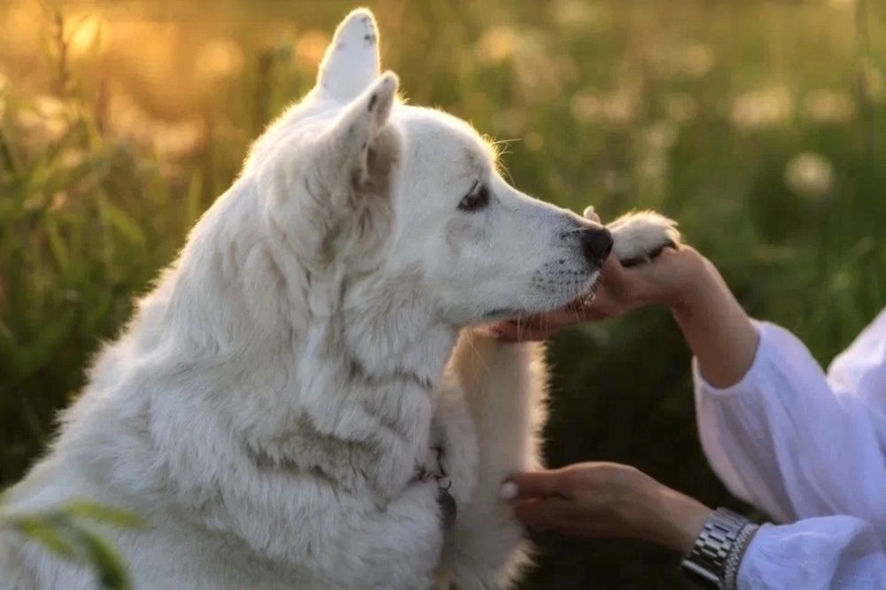 Photograph by Елена Алексеева