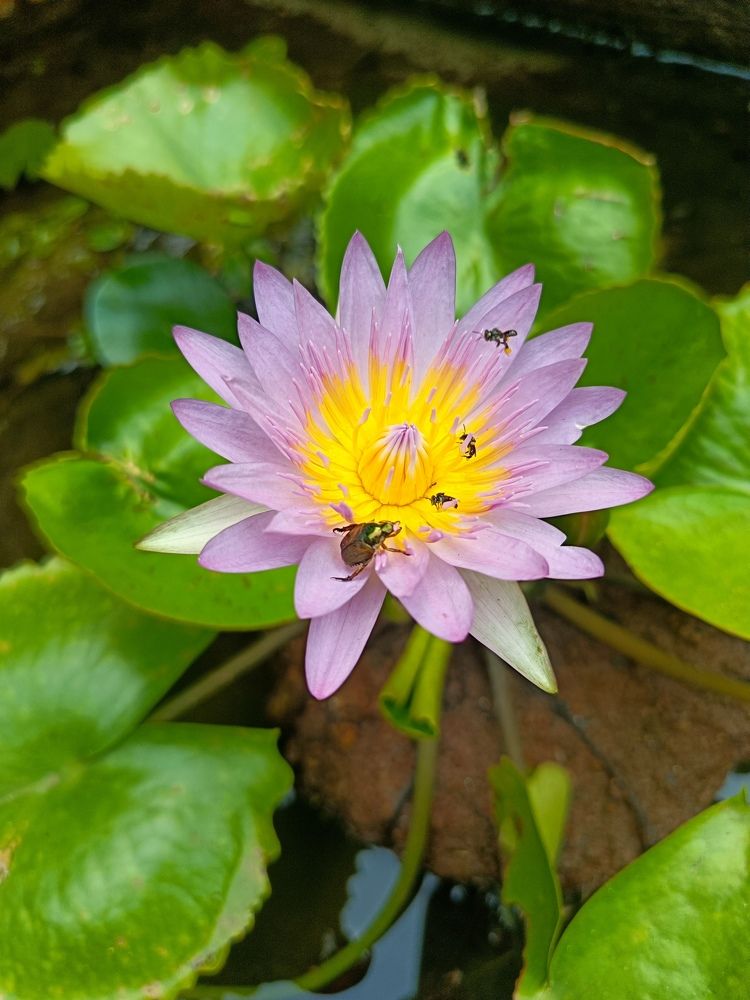 Photograph by Lakshmi Priya