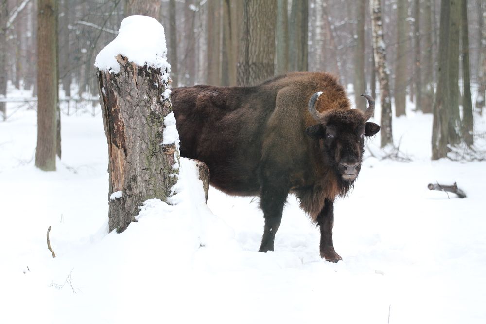 Фотография автора Колосова Елена