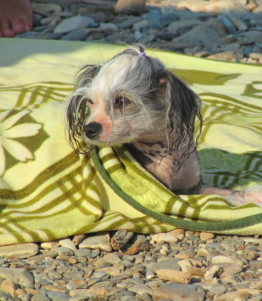 Мокрая собачка под покрывалом после купания в море