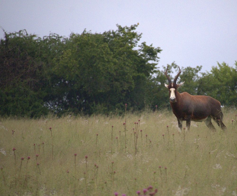 Photograph by Nieklas Van Zyl