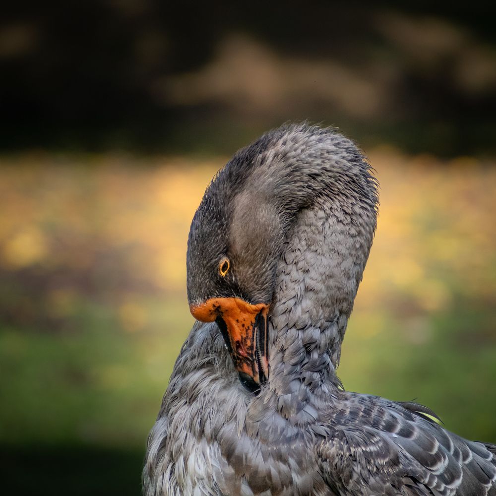 Photograph by Милан Ђорђевић