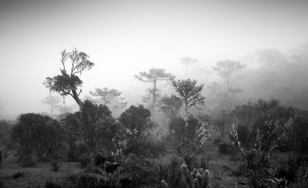 Photograph by Valdir Hobus