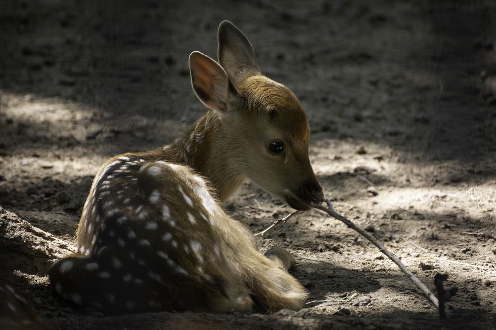 Photograph by Кирилл Савенко