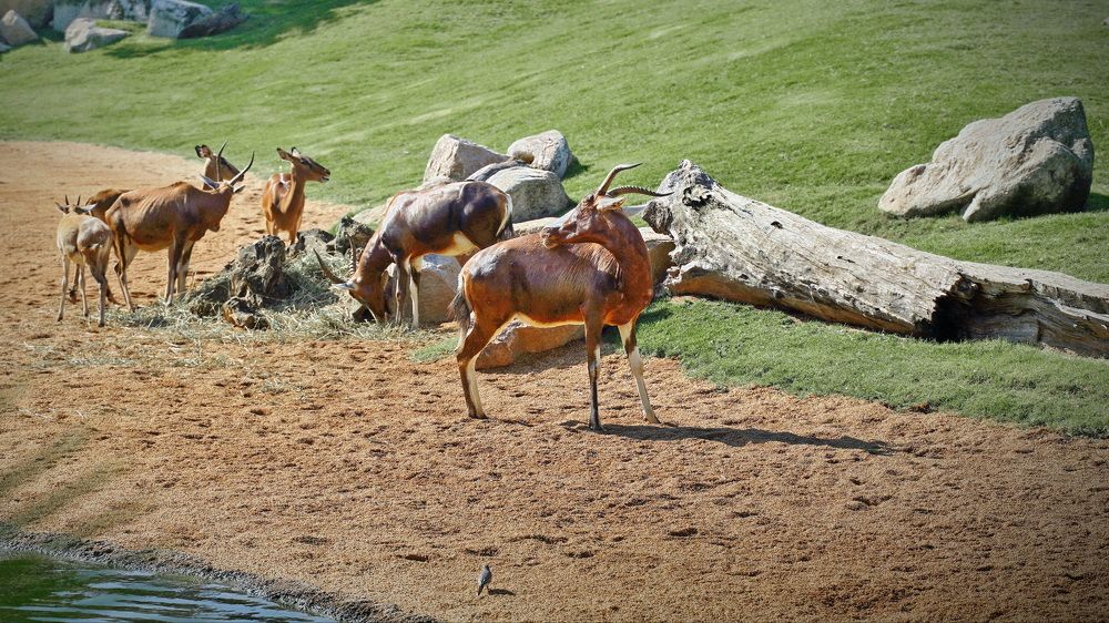 Фотография автора Анатолий Дауров