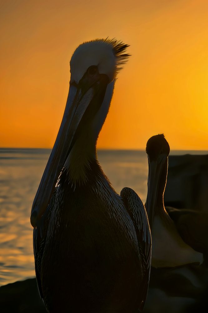 Golden Silhouette: Pelicans at Sunset