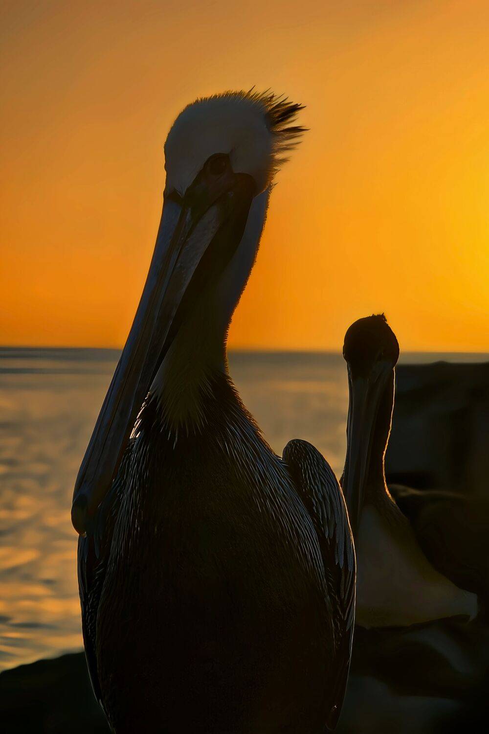Golden Silhouette: Pelicans at Sunset